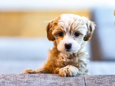 Rehoming your pet? Here are 3 ways how to cope!